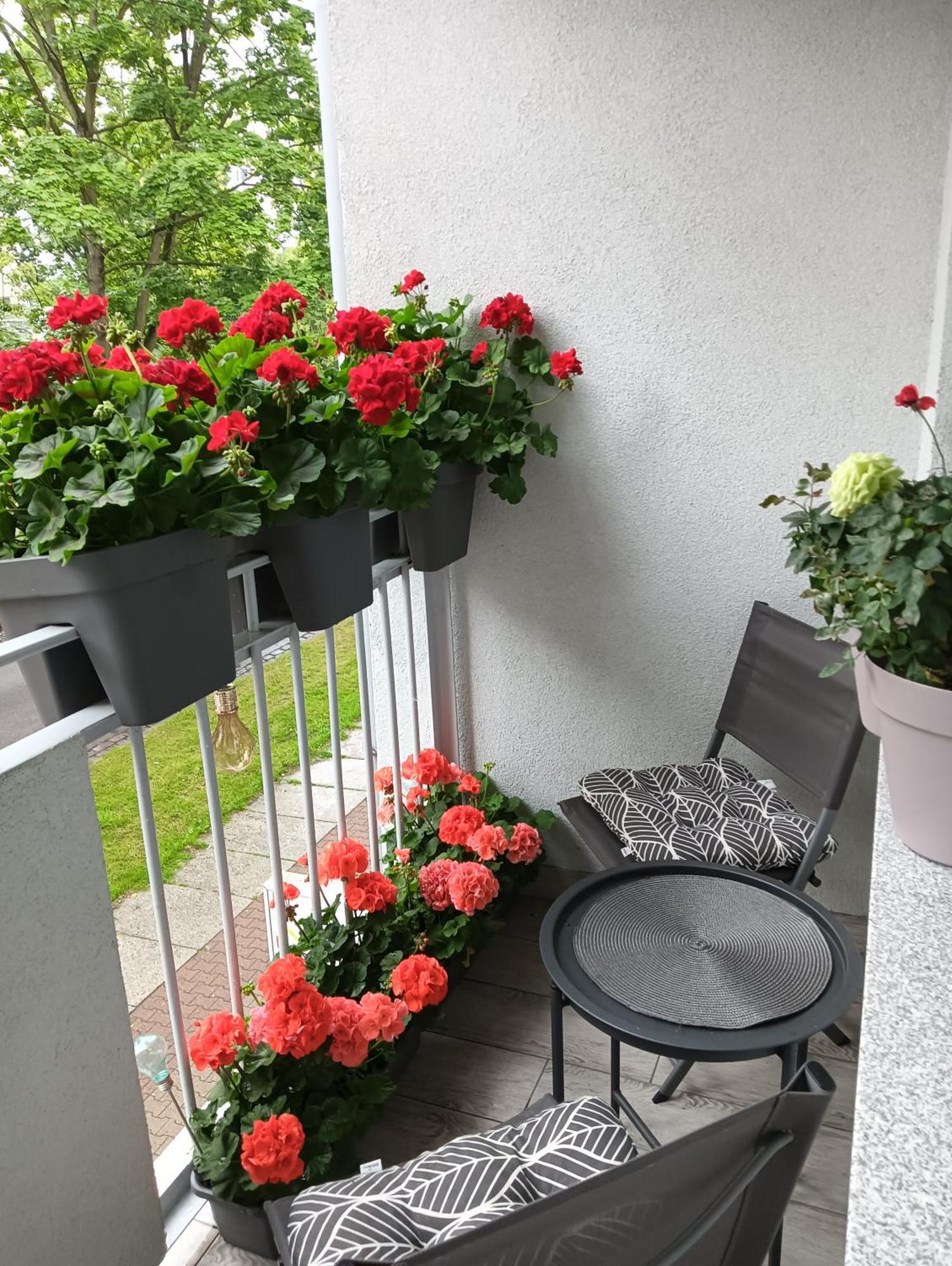Apartment Ale Laba